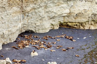 Group of seals rest on a pebble beach next to a steep rock face, The maned seals (Otaria