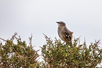 A bird sits on a bush against a grey sky and conveys peace, A Patagonian mockingbird (Mimus