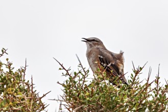 A bird with an open beak sits on a bush, the grey sky forms the background, a Patagonian