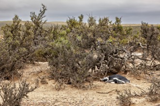 A penguin resting under shrubs in a vast, barren landscape, The Magellanic Penguin (Spheniscus