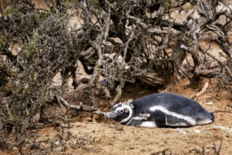 A penguin lies camouflaged under thick branches in the undergrowth, The Magellanic Penguin