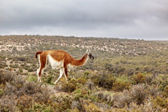 A guanaco runs through a dry, vegetated landscape under a cloudy sky, wild guanaco (Llama guanicoe)