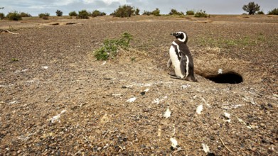 A penguin stands in front of a hole on a vast rocky area, The Magellanic Penguin (Spheniscus