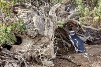 A penguin stands next to a large weathered tree trunk in nature, The Magellanic Penguin (Spheniscus