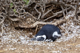 A penguin is relaxing in a bed of feathers under branches, The Magellanic Penguin (Spheniscus
