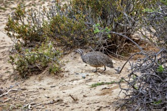 Brown bird in a dry desert landscape between bushes, well camouflaged, A guinea fowl (Eudromia