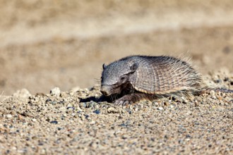 An armadillo lies on sandy soil in a desert environment, the brown bristle armadillo