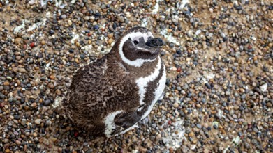 A penguin sitting on a pebble surface, photographed from above, The Magellanic penguin (Spheniscus