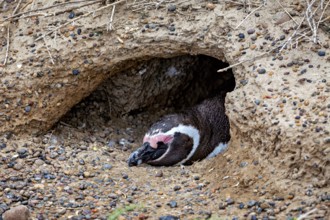 A penguin lies hidden in the ground in a small cave, The Magellanic Penguin (Spheniscus