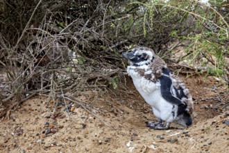 A penguin with its chick under bushes on the beach, The Magellanic Penguin (Spheniscus