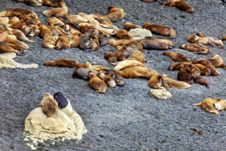 Different sea lions scattered in small groups on a rocky beach, The maned seals (Otaria flavescens)