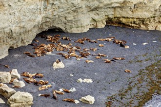 Sea lions on a secluded rocky beach under overhanging rocks, The maned seals (Otaria flavescens) on