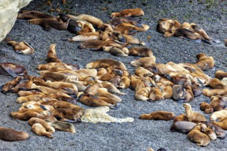 Different sea lions lie close together on a sandy ground, the maned seals (Otaria flavescens) on