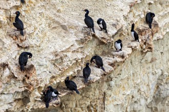 Black cormorants sit on rocks and cliffs, form groups and nest in a rocky environment, The rock