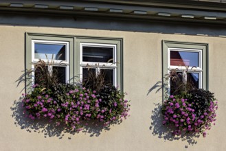 Two windows with ornate flower boxes full of pink flowers and green foliage on a bright building in