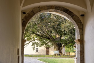 View through an archway of a tree in a well-kept courtyard, gateway to the district office in the