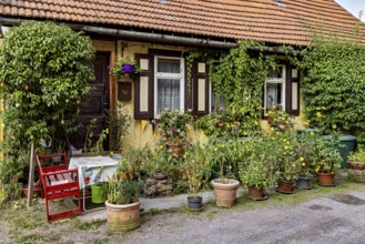 A rustic house with a lush garden in front of the door and a cozy wooden chair, old house with
