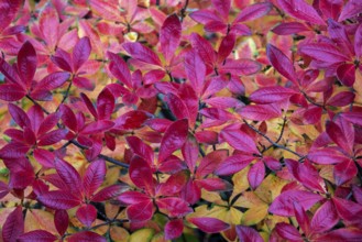 Azalea (Azalea), red colored autumn leaves, autumn colors, Baden-Württemberg, Germany