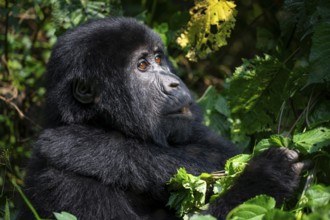 Mountain gorilla (Gorilla beringei beringei), among leaves, Bwindi Impenetrable Forest, Uganda