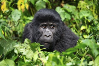 Mountain gorilla (Gorilla berengei berengei), Bwindi Impenetrable National Park, Uganda