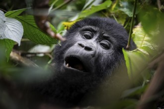 Mountain gorilla (Gorilla berengei berengei), Bwindi Impenetrable National Park, Uganda