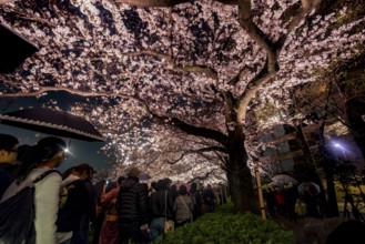 People walking under blooming illuminated cherry trees at night, Japanese cherry blossoms in
