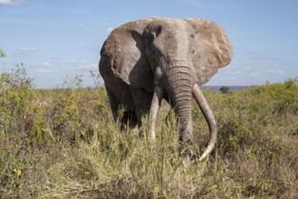 African elephant (Loxodonta africana) eats leaves, the famous Super Tusker elephant Craig, old male