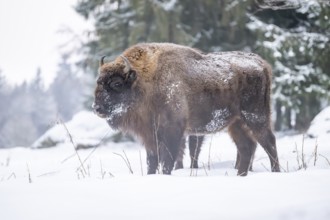European bison (Bison bonasus) or Wisent standing on a meadow next to the forest in winter, snow,