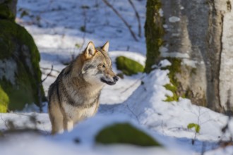 European gray wolf (Canis lupus lupus) standing in a forest in winter, snow, Bavaria, Germany