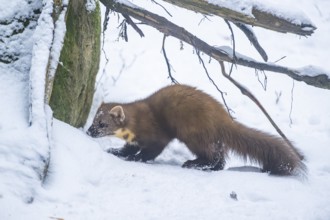 European pine marten (Martes martes) standing in the snow in winter, National Park Bavarian Forest,