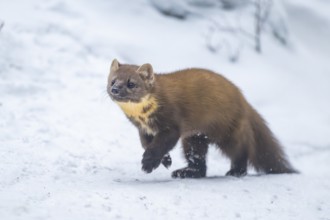European pine marten (Martes martes) running in the snow in winter, National Park Bavarian Forest,