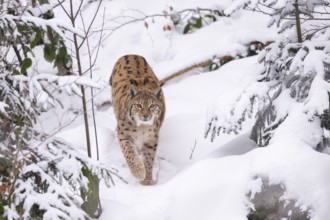 Eurasian lynx (Lynx lynx) walking in a forest in winter, snow, Bavaria, Germany