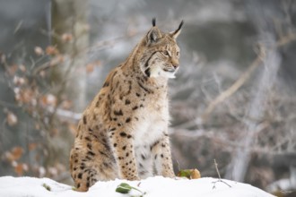 Eurasian lynx (Lynx lynx) sitting in a forest in winter, snow, Bavaria, Germany