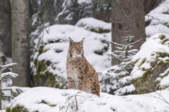 Eurasian lynx (Lynx lynx) sitting in a forest in winter, snow, Bavaria, Germany