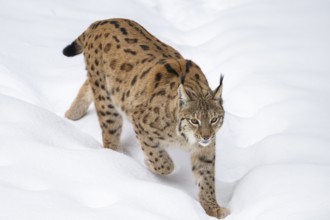 Eurasian lynx (Lynx lynx) walking in a forest in winter, snow, Bavaria, Germany