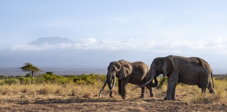 Two African elephants (Loxodonta africana) in a picturesque landscape with the summit of Mount