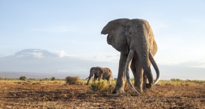 Two African elephants (Loxodonta africana) in a picturesque landscape with the summit of Mount