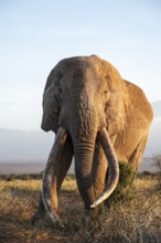 African elephant (Loxodonta africana), the famous Super Tusker elephant Craig, old male with long