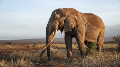 African elephant (Loxodonta africana) in picturesque landscape with the summit of Mount