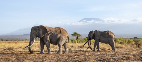 Two African elephants (Loxodonta africana) in a picturesque savanna landscape with the summit of