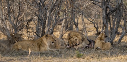 Lion (Panthera Leo) with kill, pack eats captured buffalo, adult male with prey, Moremi Game
