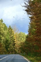 Car Road in autumn, autumn leaves, Germany
