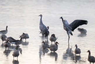Cranes (Grus grus), cranes and gray geese (Anser anser) stand in the shallow water zone of a lake,