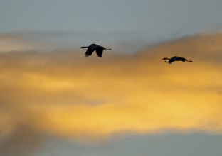 Crane (Grus grus) two cranes flying in the morning light against a blue sky with warm orange