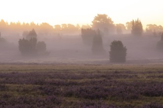 Enchanting morning atmosphere in August with fog in the blooming Lüneburger Heide near