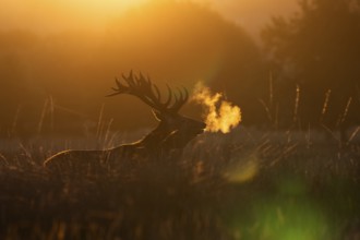 Red deer at the rutting 2025, London, Great Britain