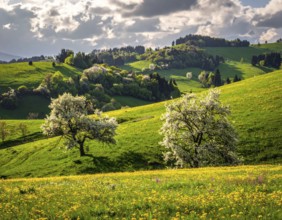Spring blooming landscape, trees in the foreground, green hills covered with blooming flowers,