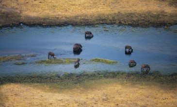 Kaffir buffalo (Syncerus caffer caffer), flock in river, aerial view, Okavango Delta, Botswana