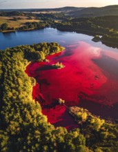 Red algae plant on the lake. abstract ecology nature concept, wild landscape with vibrant red