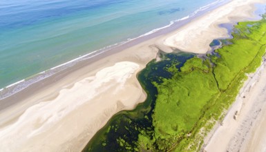 Green algae on the sandy shore of an ocean. Fascinating phenomenon of wild coastline with green